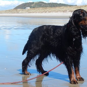 1_Beach-dog