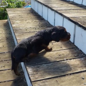 Tiny pup Big steps